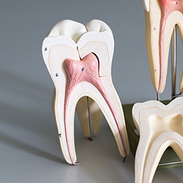 Model of inside of tooth
